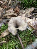 Craterellus fallax image