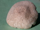 Leucoagaricus barssii image