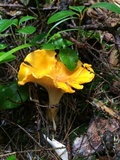 Cantharellus flavus image