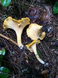 Cantharellus flavus image