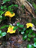 Cantharellus flavus image