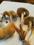 Pholiota angustipes image