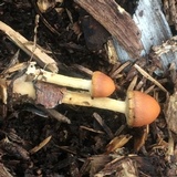 Hypholoma tuberosum image