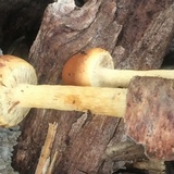 Hypholoma tuberosum image