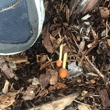Hypholoma tuberosum image