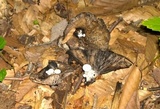 Asterophora lycoperdoides image