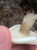 Melanoleuca verrucipes image