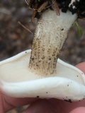 Melanoleuca verrucipes image