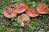 Cortinarius cupreorufus image