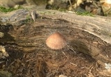 Spinellus fusiger image