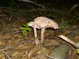 Laccaria ochropurpurea image