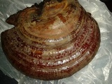 Ganoderma resinaceum image