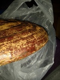Ganoderma resinaceum image