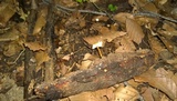 Crinipellis zonata image