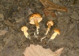 Tricholoma fulvum image
