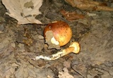 Tricholoma fulvum image