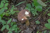 Tylopilus rubrobrunneus image