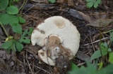 Tylopilus rubrobrunneus image