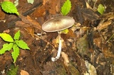 Agaricus placomyces image