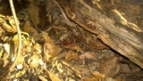 Lanmaoa borealis image