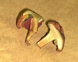 Lanmaoa borealis image