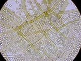 Calvatia sculpta image