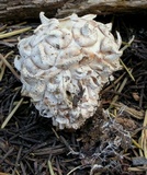 Calvatia sculpta image