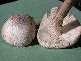 Leucoagaricus barssii image