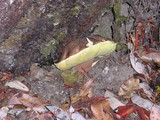 Boletus regineus image