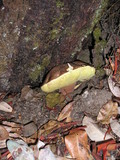 Boletus regineus image