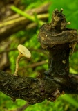Tatraea macrospora image