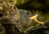 Tatraea macrospora image