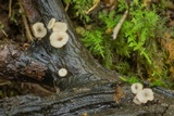 Tatraea macrospora image
