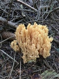 Ramaria aurea image