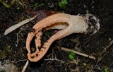Pseudocolus fusiformis image