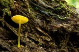 Pluteus chrysophlebius image