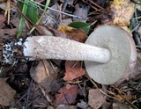 Leccinum duriusculum image