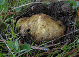 Rhizopogon ochraceorubens image