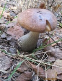 Leccinum duriusculum image
