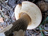 Leccinum duriusculum image