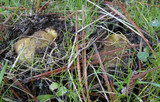 Rhizopogon ochraceorubens image