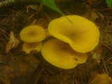 Tricholomopsis decora image