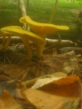 Tricholomopsis decora image