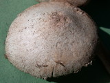 Leucoagaricus barssii image