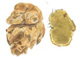 Rhizopogon ochraceorubens image