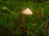 Entoloma conicum image