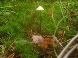 Entoloma conicum image