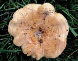 Lactarius psammicola image