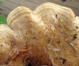 Lactarius psammicola image