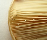Lactarius psammicola image